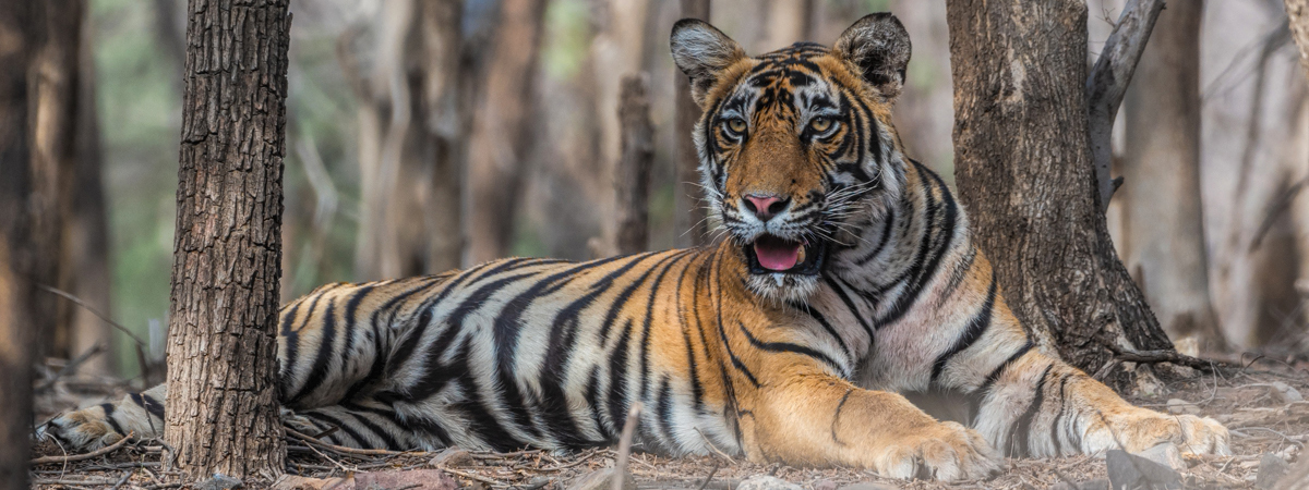 Wildlife Photography India