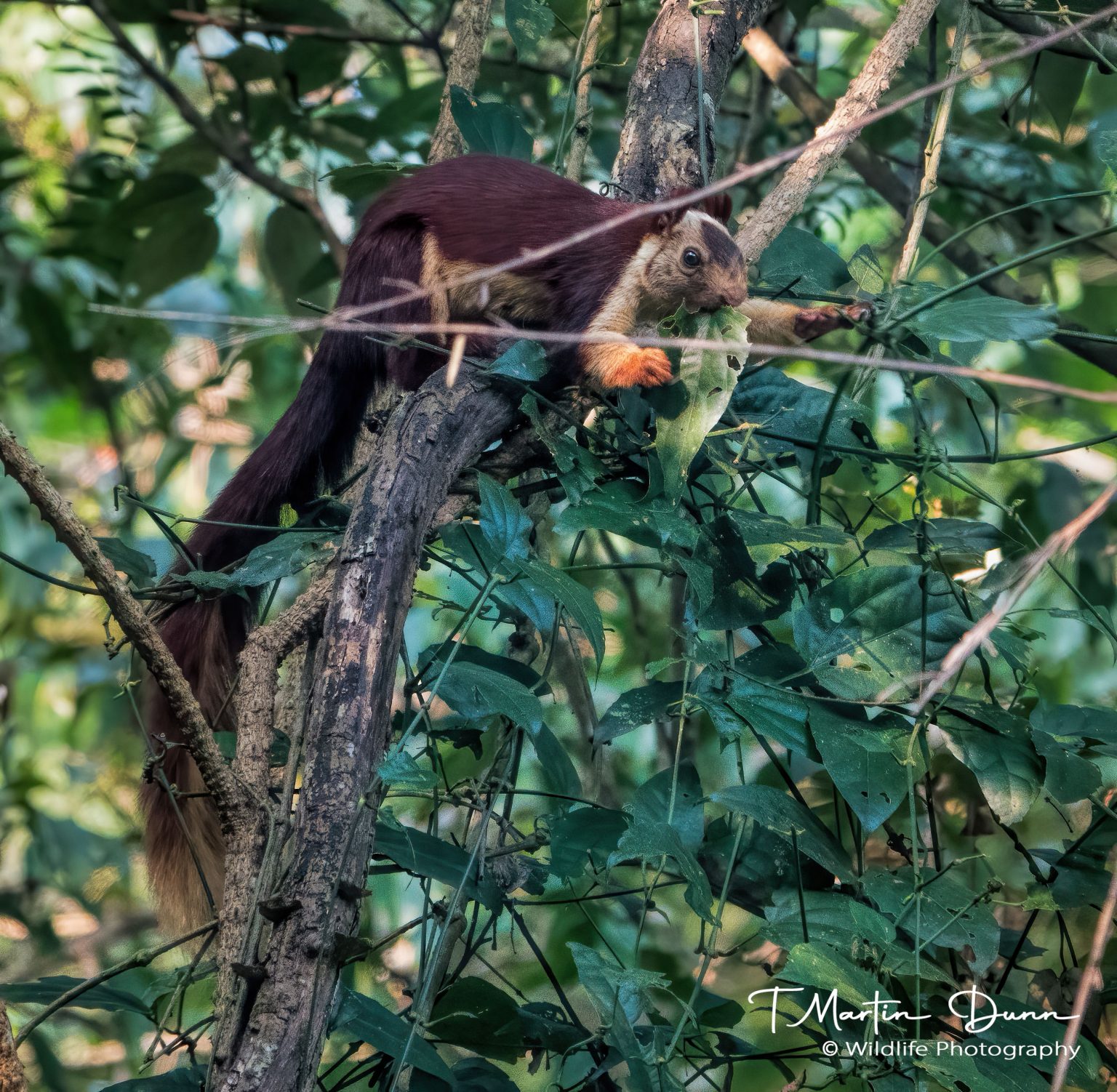 malabar giant squirrel