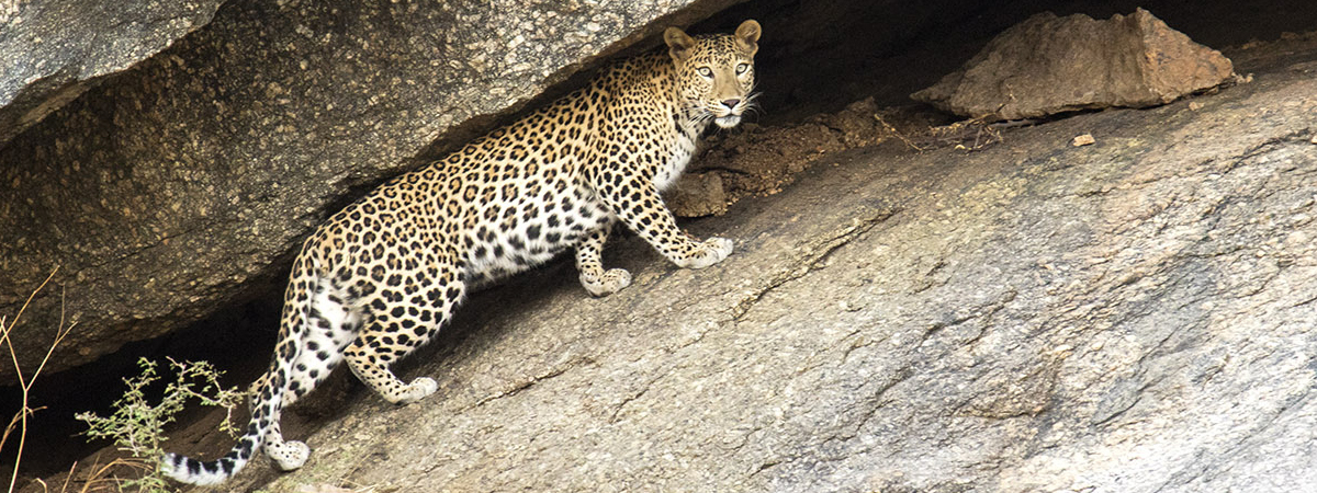 Wildlife Photography India