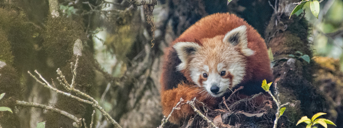 Wildlife Photography India