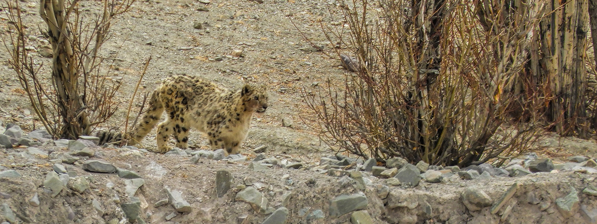 Wildlife Photography India