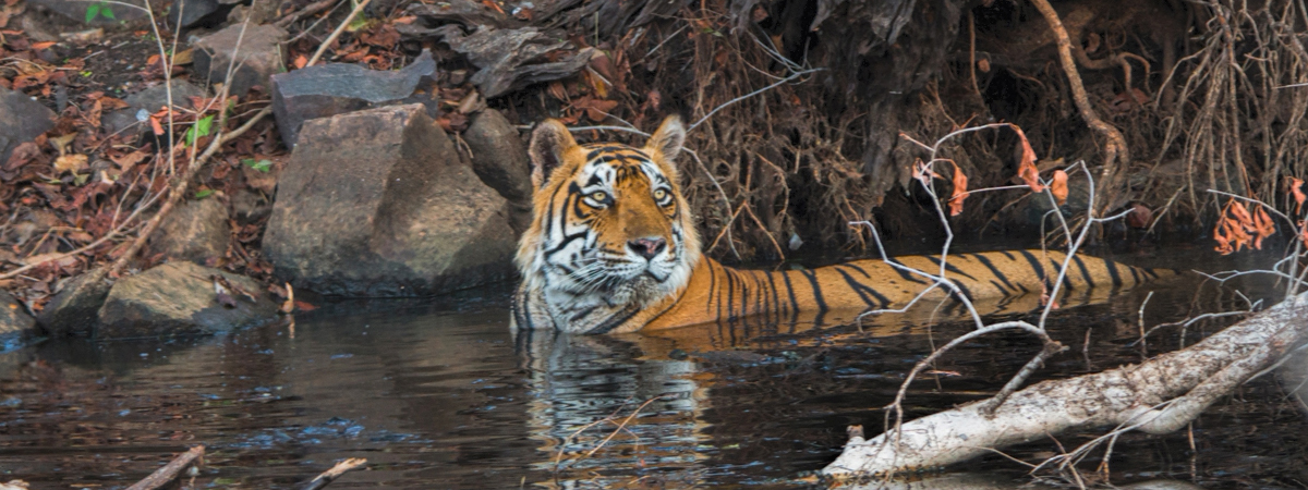 Wildlife Photography India