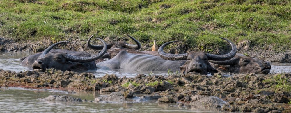 buffalo wallow