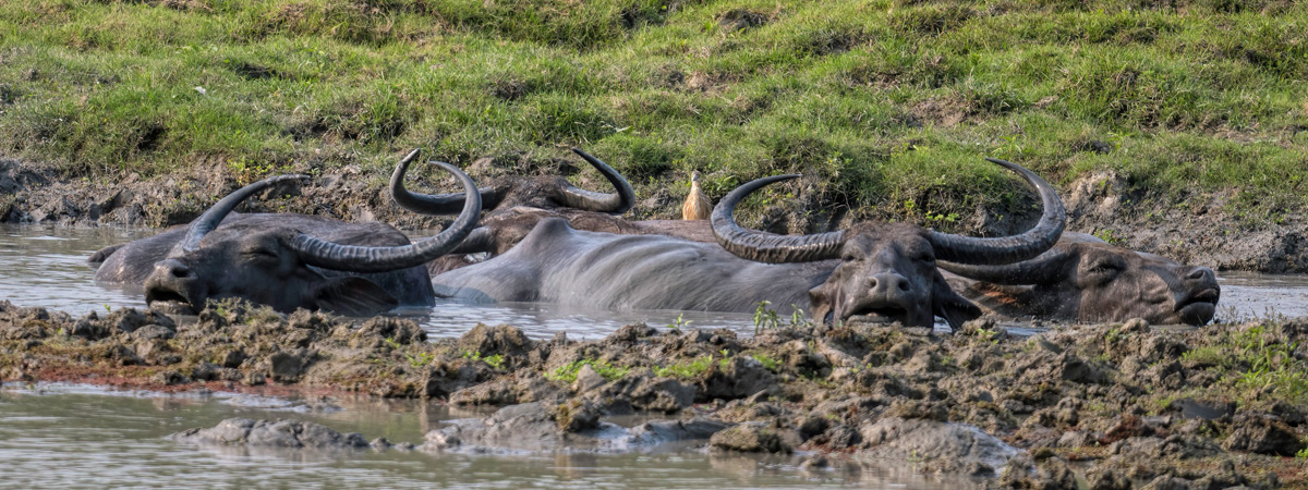 Wildlife Photography India