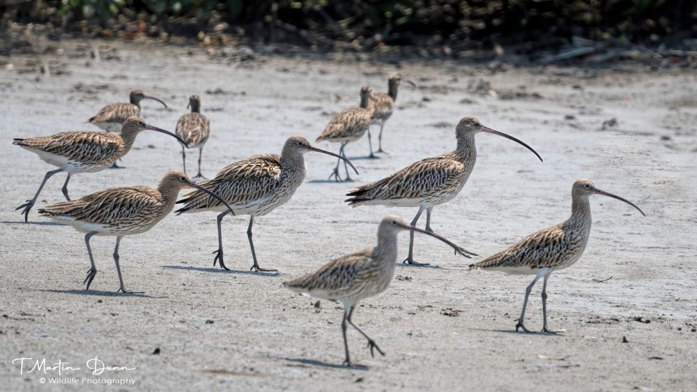 Curlew and Whimbrel