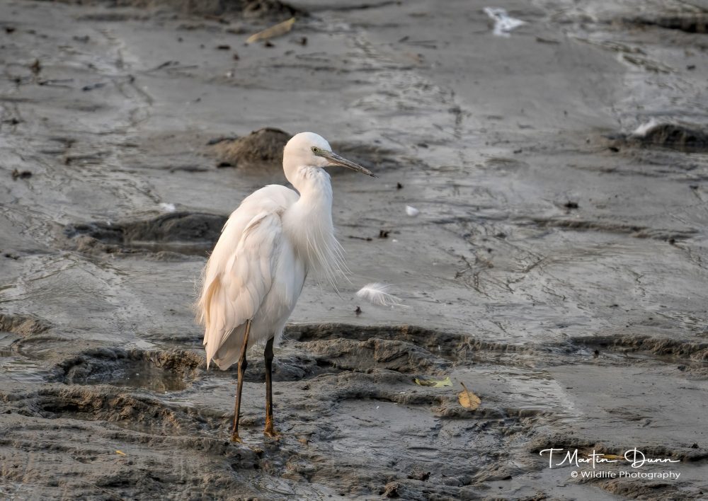 Little Egret