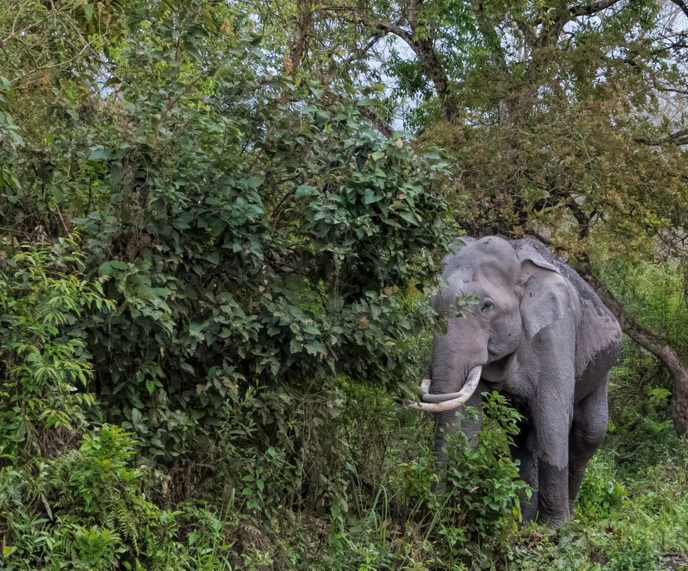 bull elephant Kaziranga NP