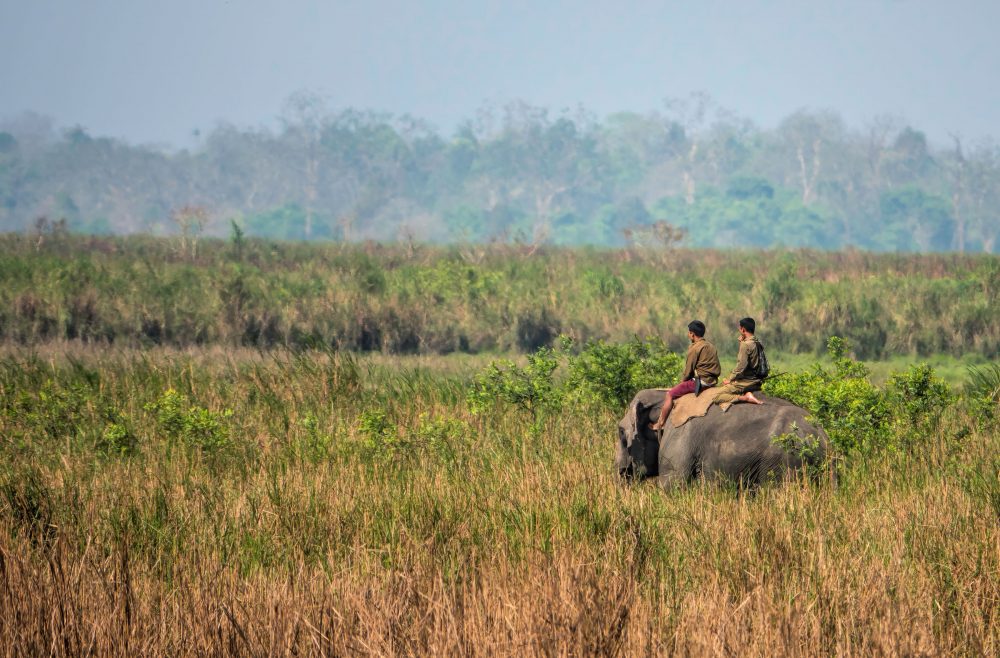 elephant back safari in Kaziranga NP