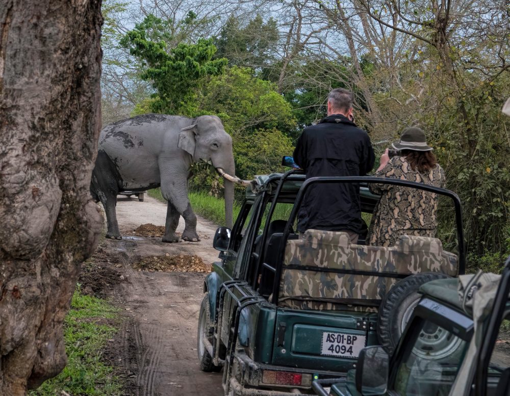 bull elephant Kaziranga NP