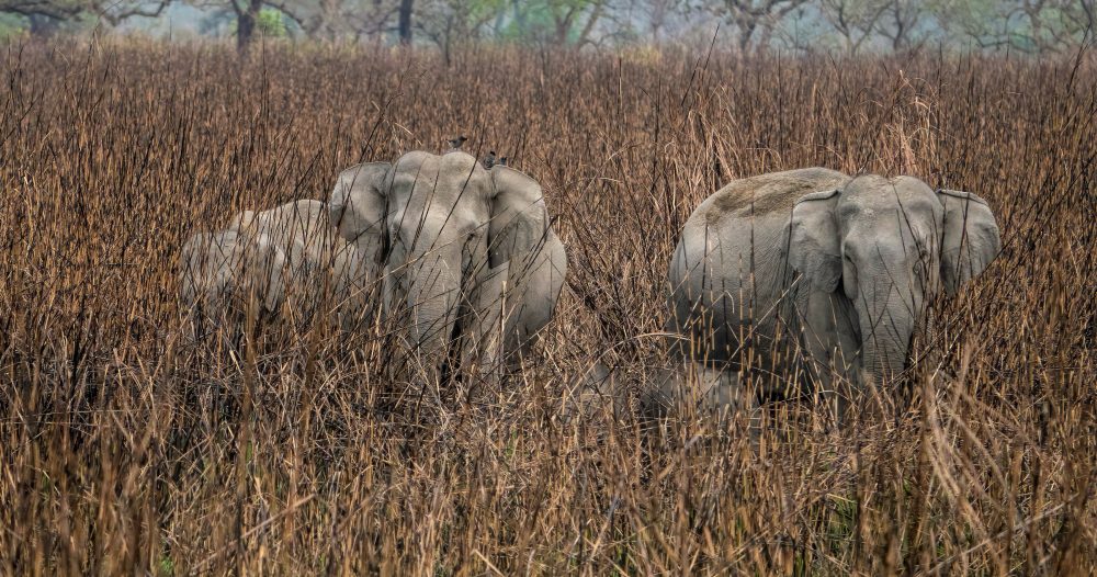 elephants in elephant grass, Kaziranga NP