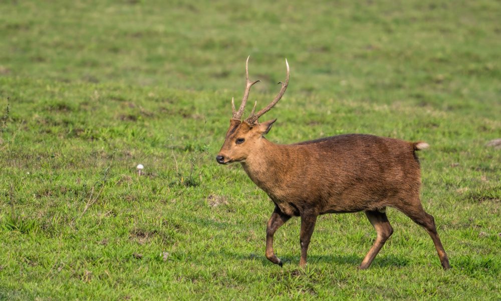 Hog Deer