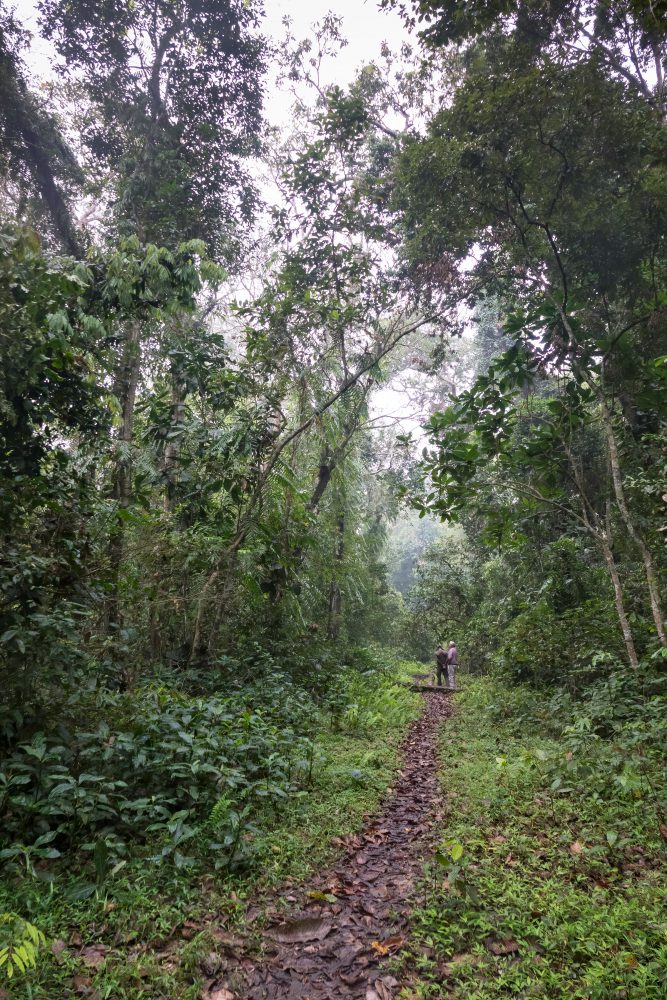 Hoolongapar Gibbin Sanctuary