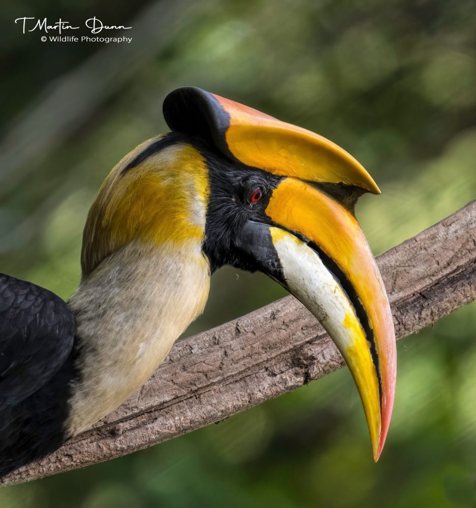 great hornbill