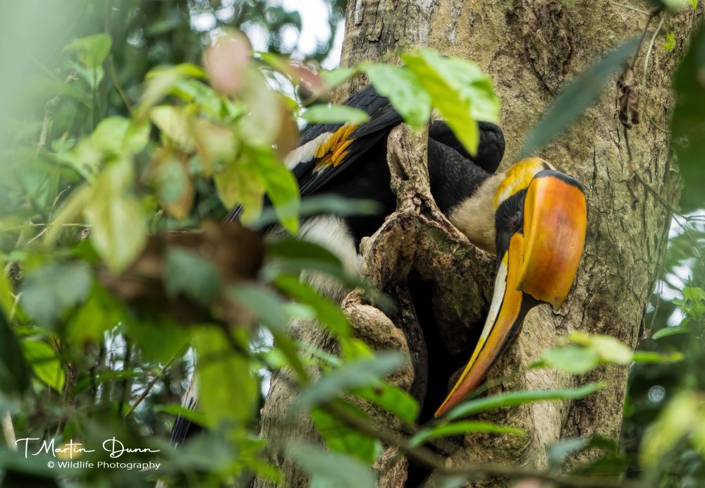 great Hornbill