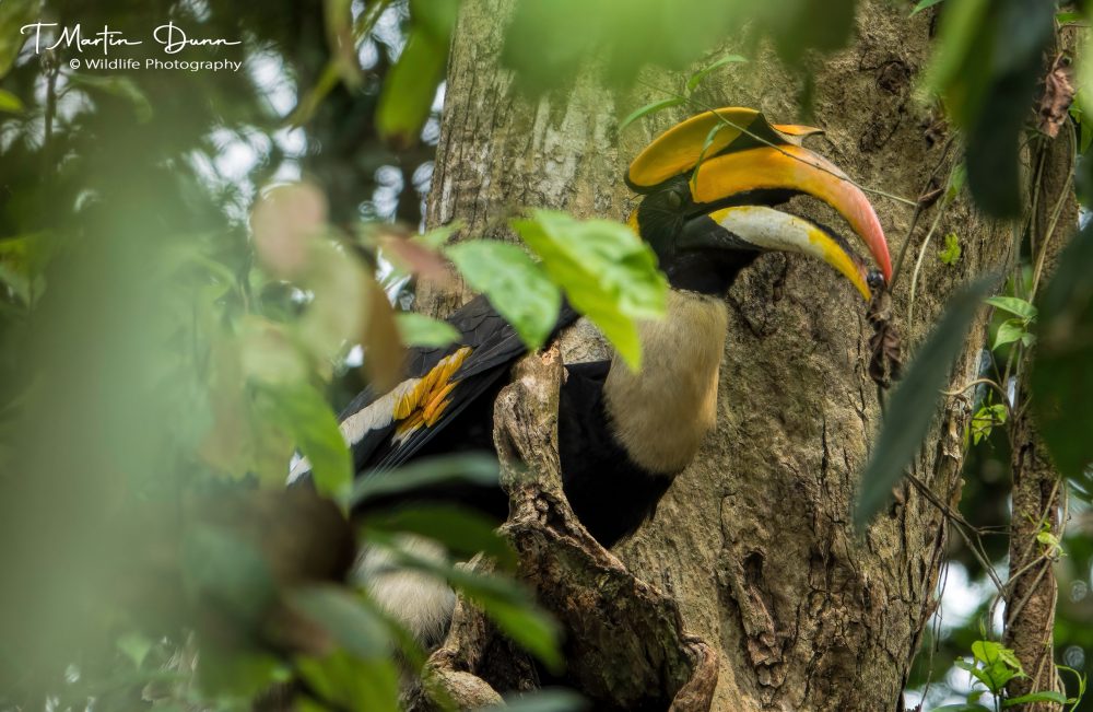 Great Hornbill