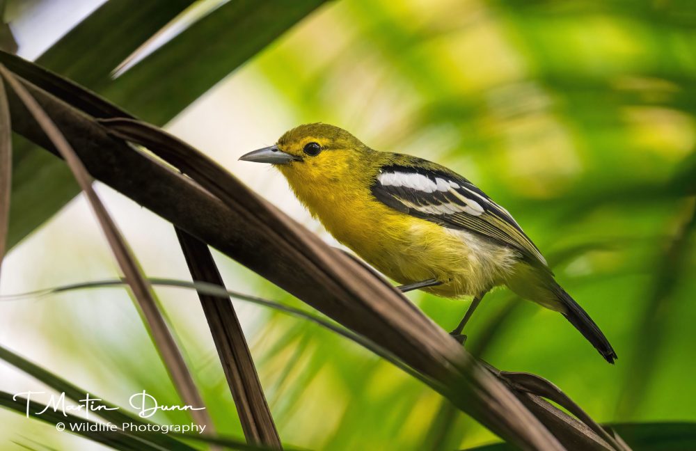 Common Iora