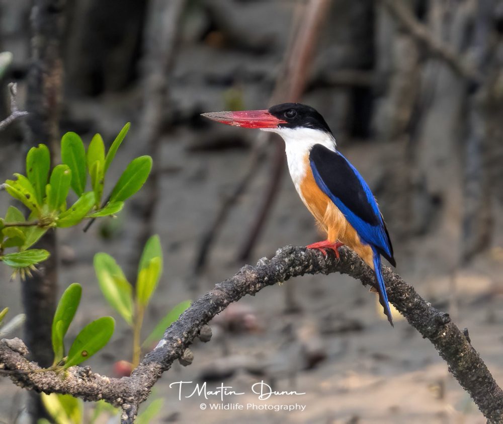 Black-capped Kingfisher