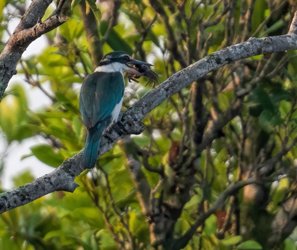 Collared Kingfisher