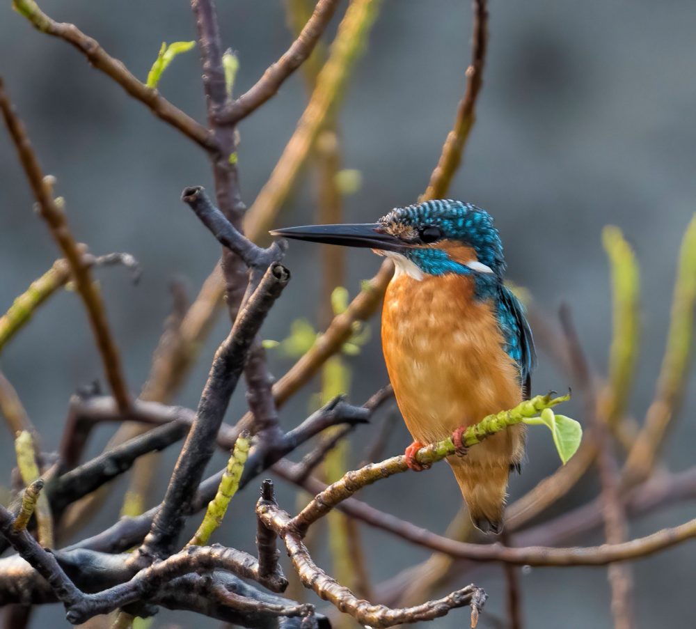 Common Kingfisher