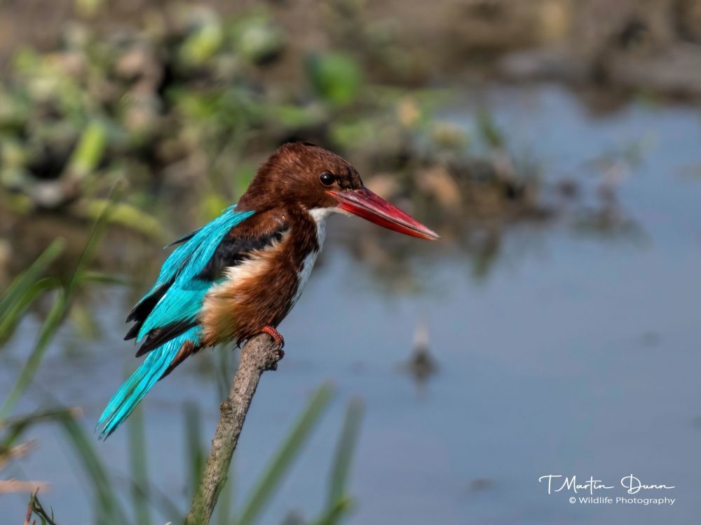 white-throated Kingfisher