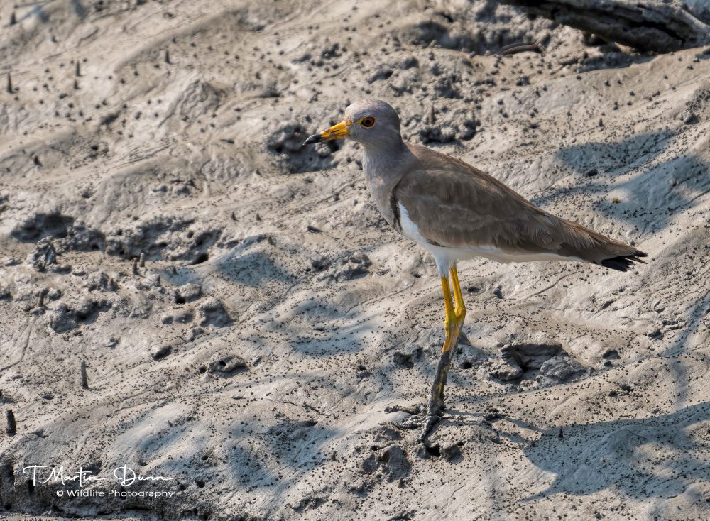 Grey-headed Lapwing