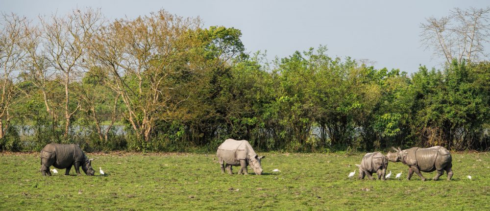 one horned rhinos in Kaziranga NP