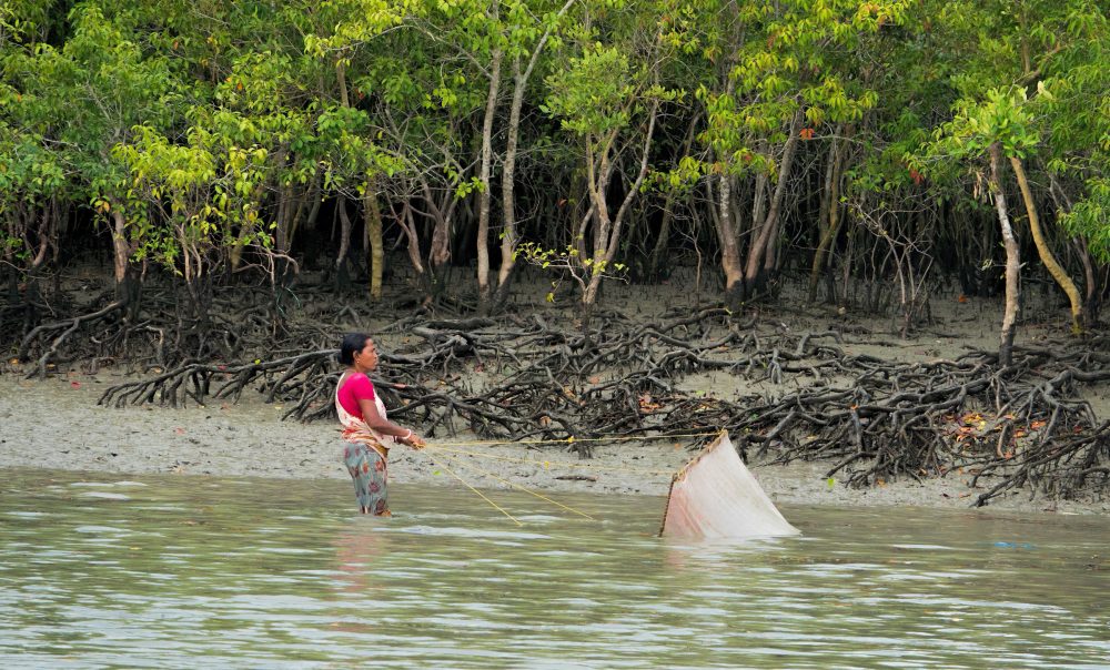 Prawn fishing, Sundarbans
