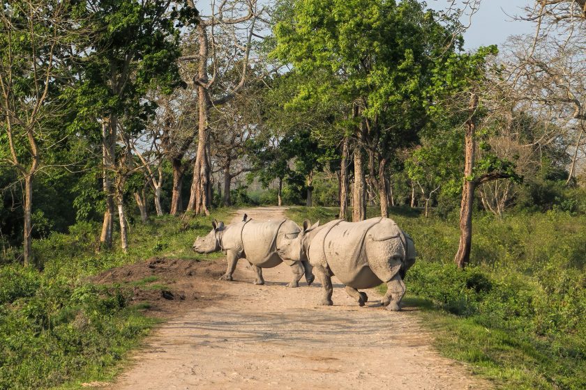 rhinos in Kaziranga