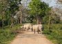 rhinos in Kaziranga