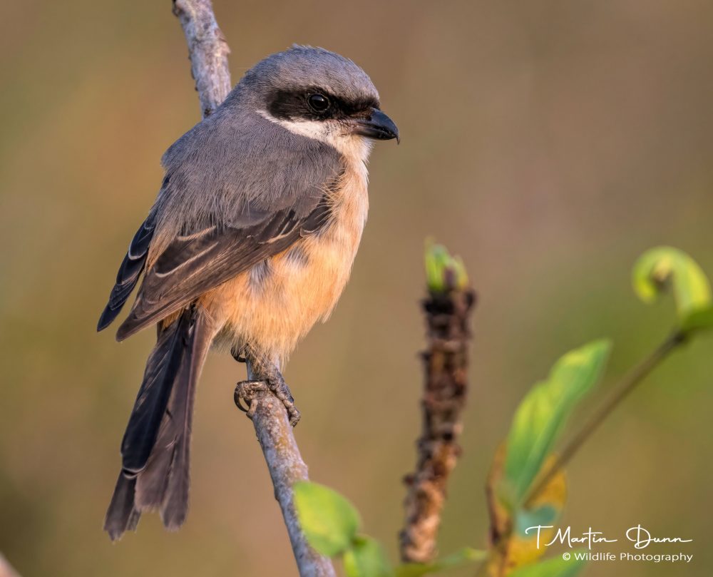 Grey-backed Shrike