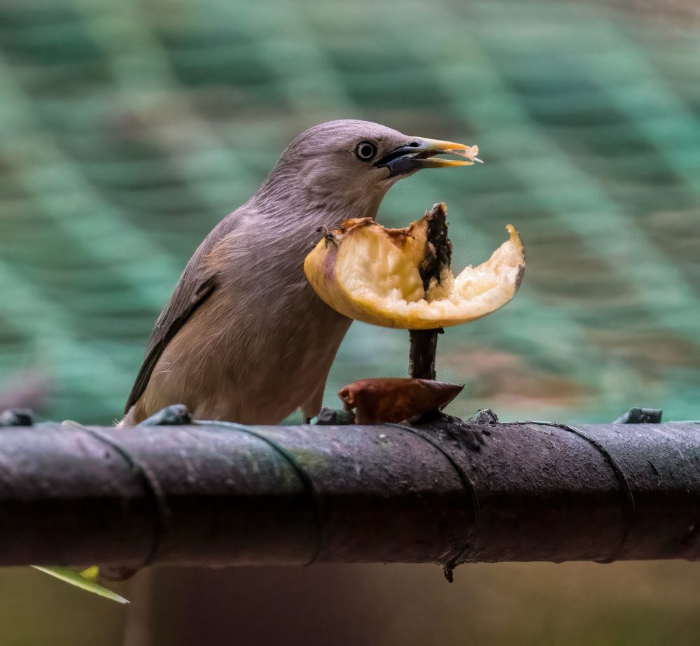 Chestnut-tailed Starling