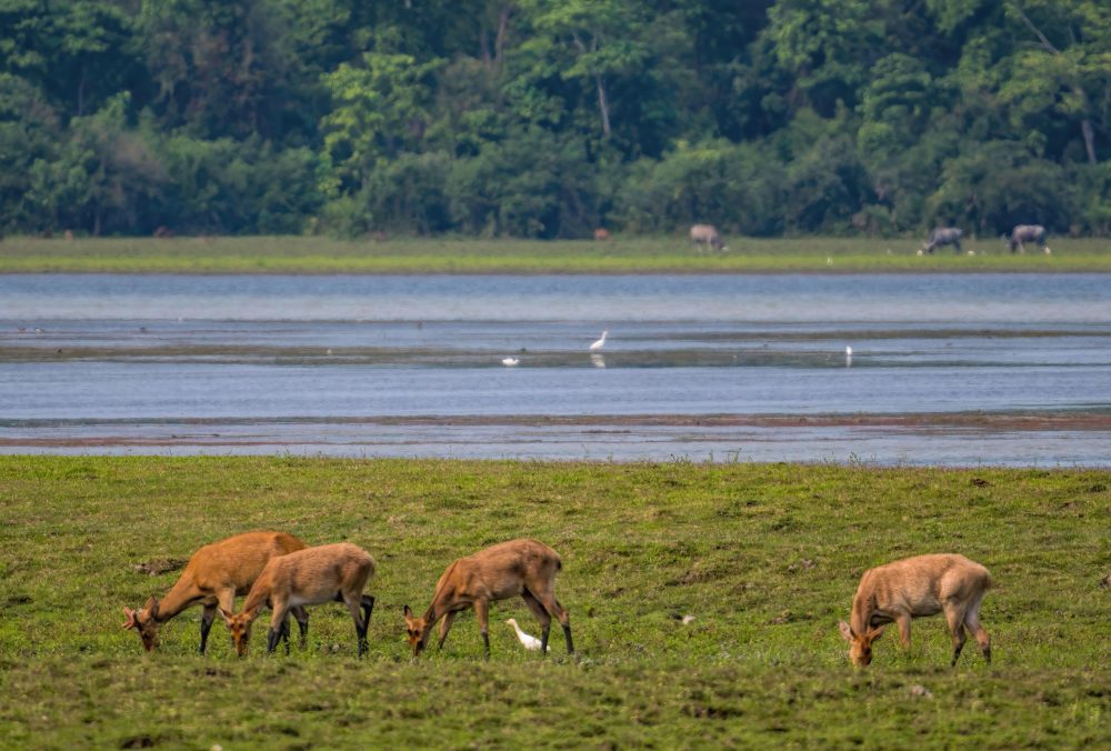 Swamp Deer, Kaziranga NP