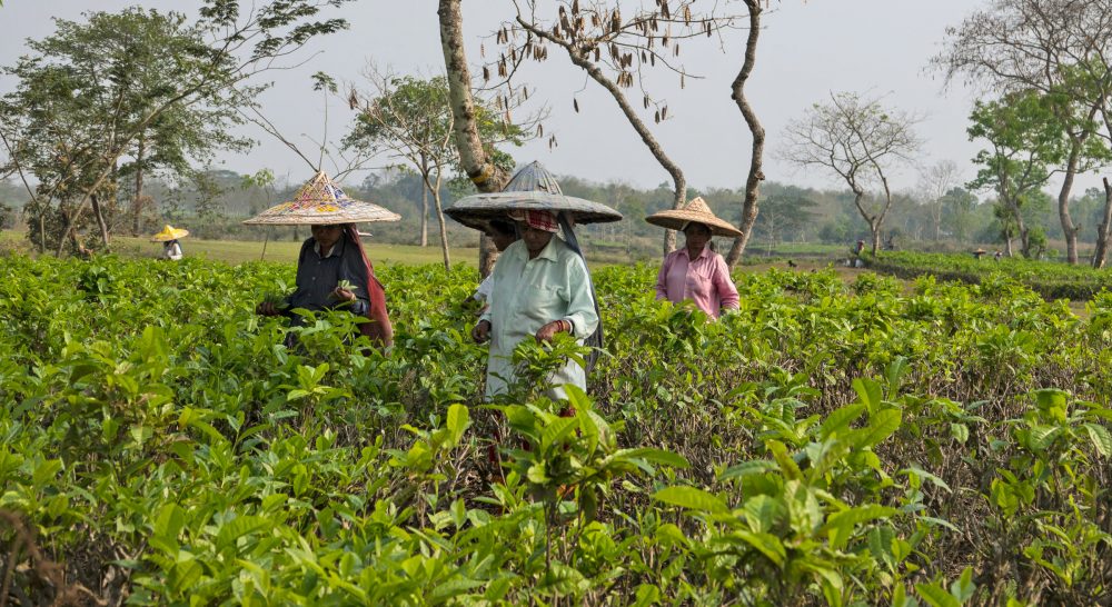 tea pluckers Assam