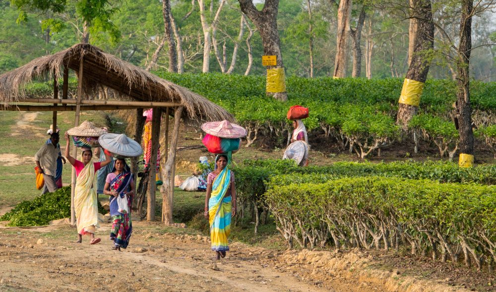 tea pluckers Assam