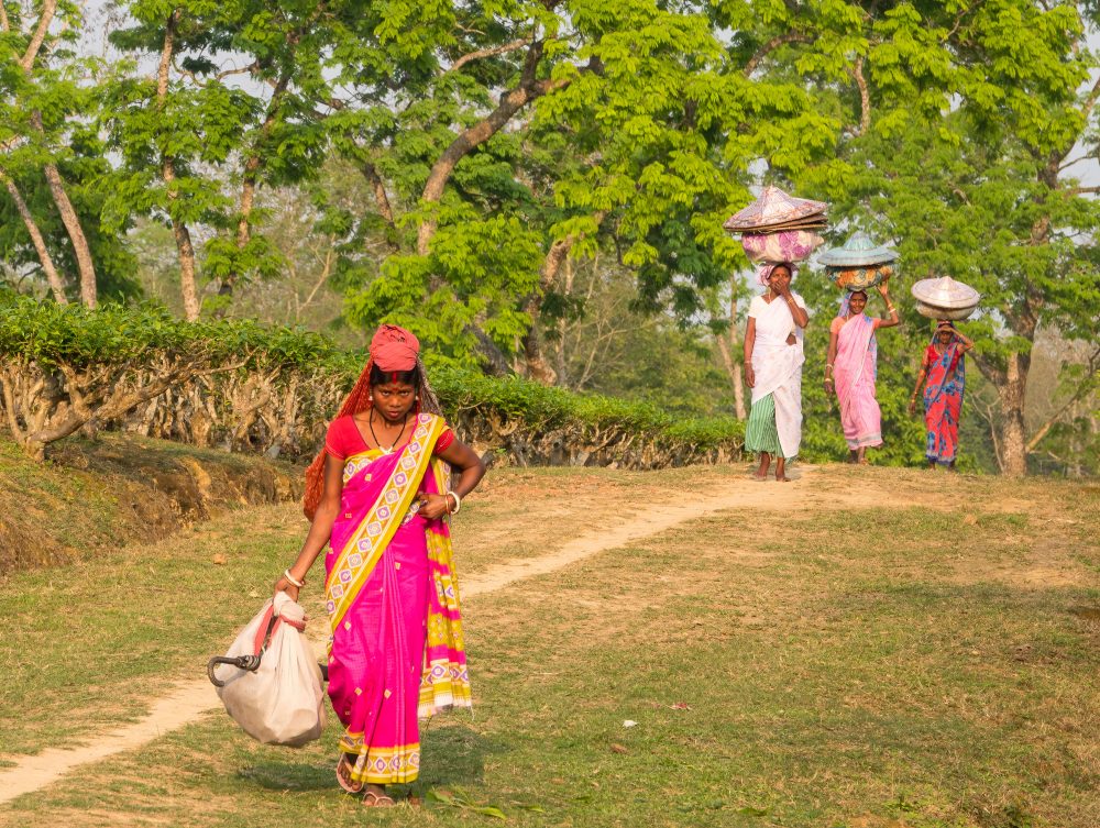 tea pluckers Assam