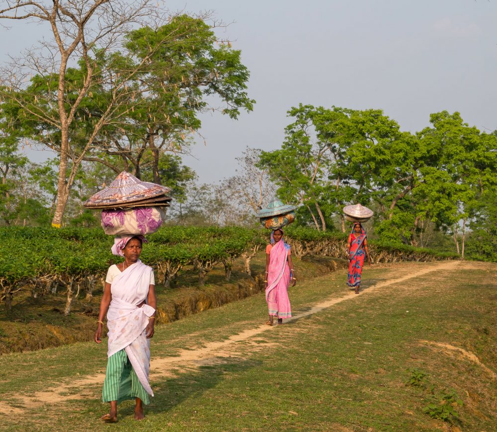 tea pluckers Assam