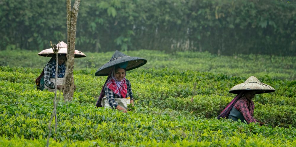 tea pluckers Assam