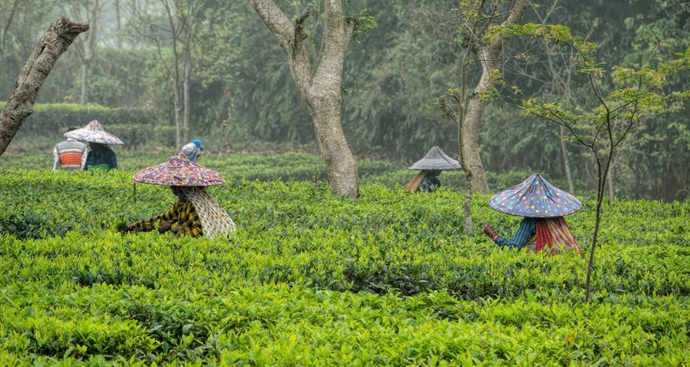 tea pluckers Assam