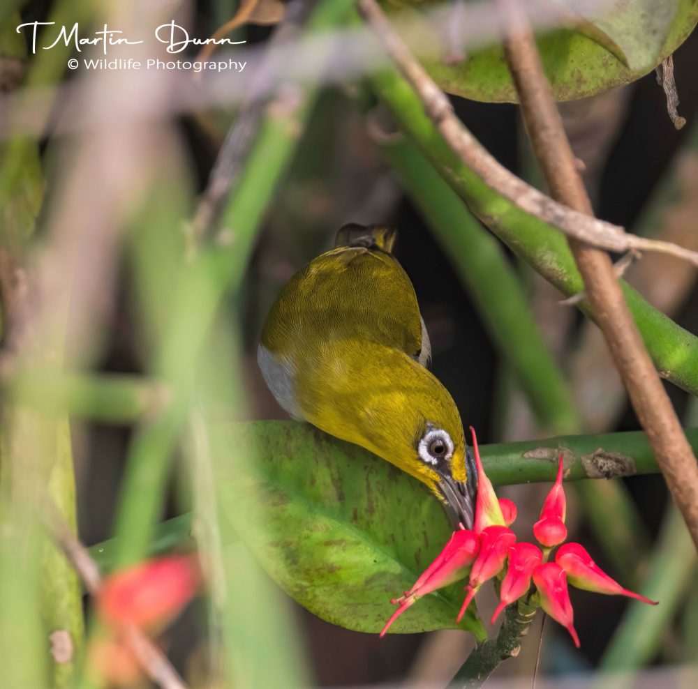 Indian White-eye