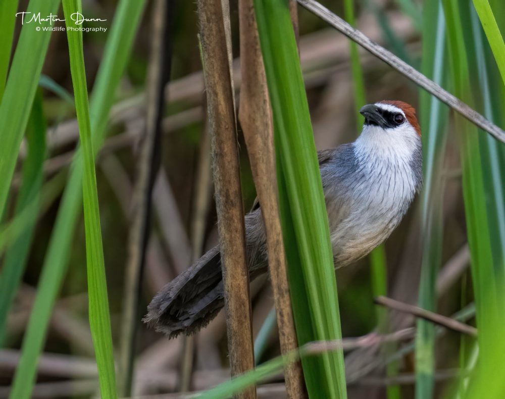 Chestnut-capped Babbler