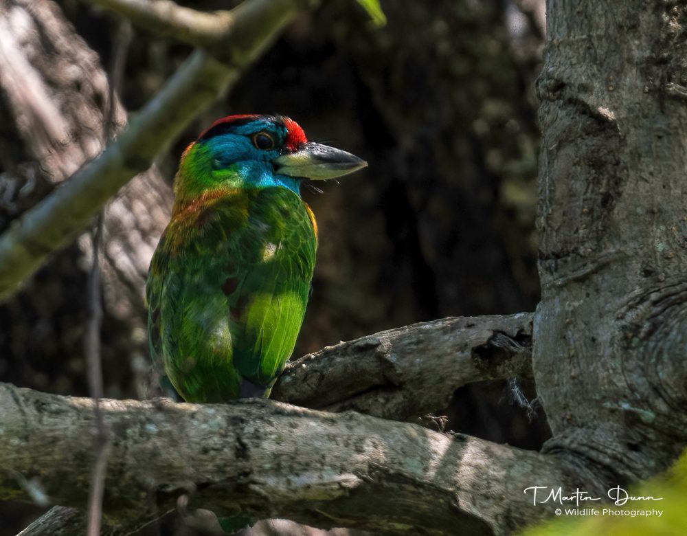 Blue-throated Barbet