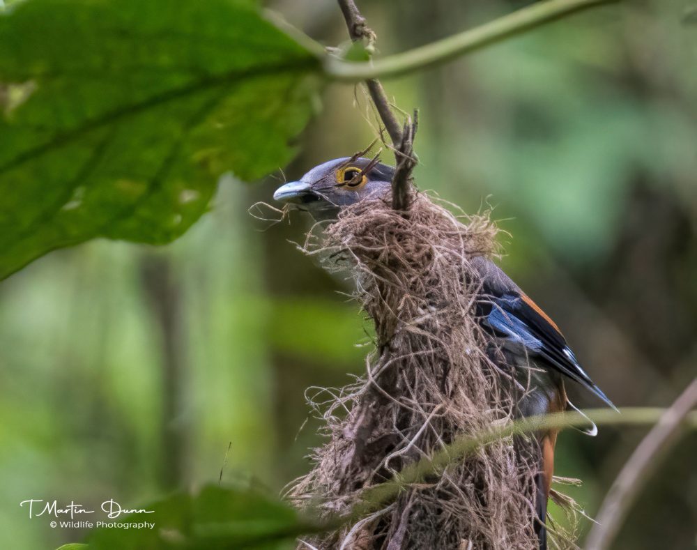 Silver-breasted Broadbill