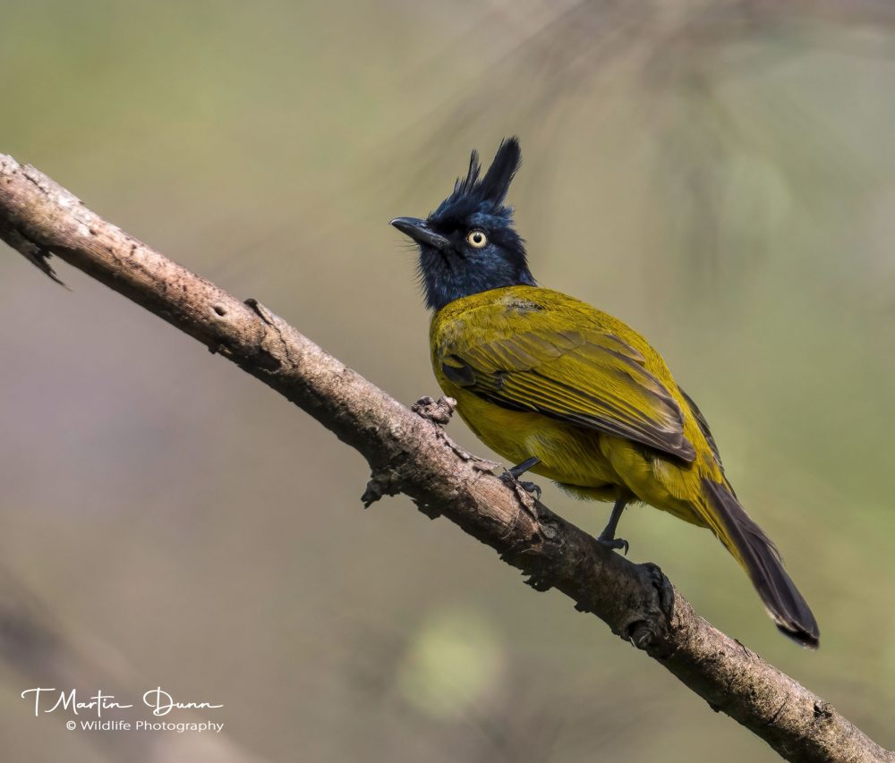 Black-crested Bulbul