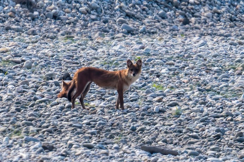 Dhole & pup