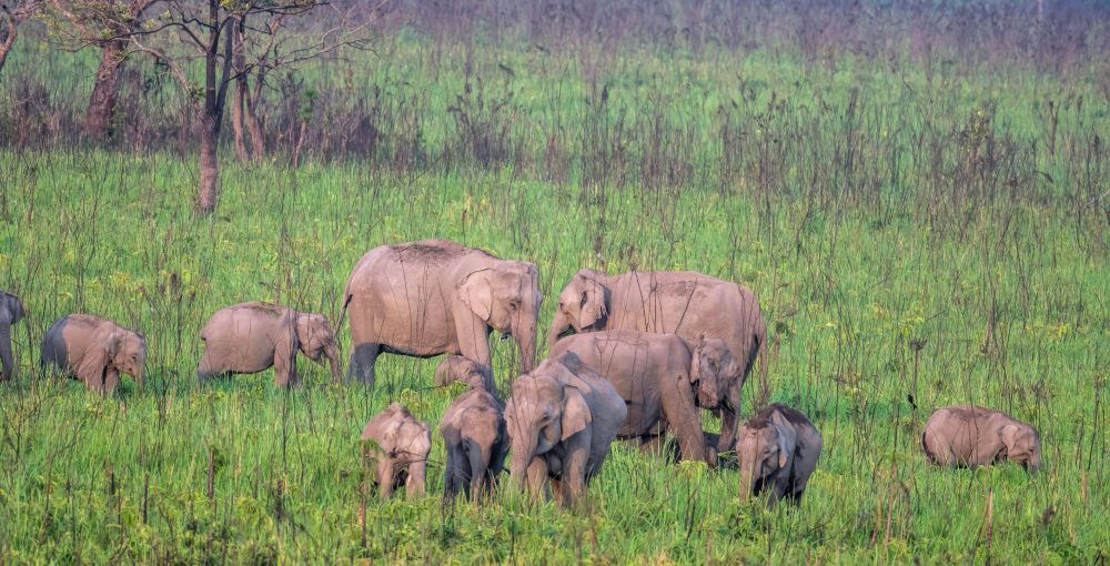 elephants Manas NP