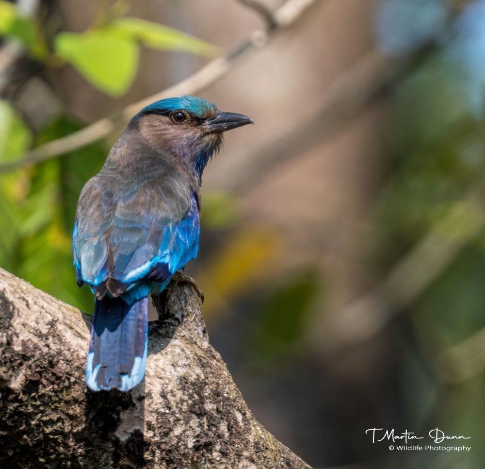 Indochinese Roller