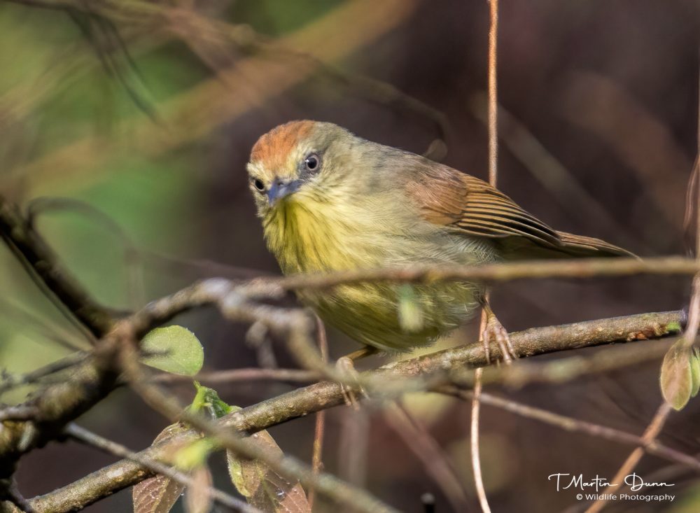 Pin-striped tit babbler